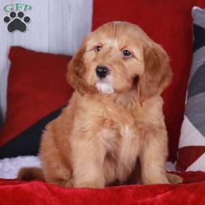 Cheddar, Mini Golden Mountain Doodle Puppy